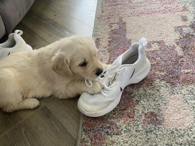 Purebred female Golden Retriever puppy