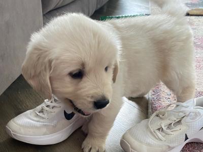 Purebred female Golden Retriever puppy