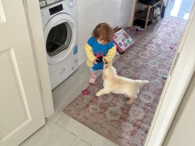 Golden Retriever male
