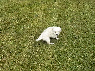 Golden Retriever male