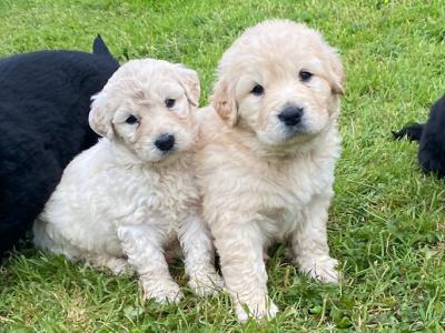 Beautiful Labradoodle x Bernese Mountain Dog puppies in Westmeath