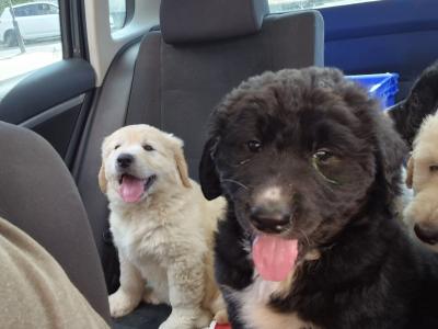 Beautiful Labradoodle x Bernese Mountain Dog puppies in Westmeath
