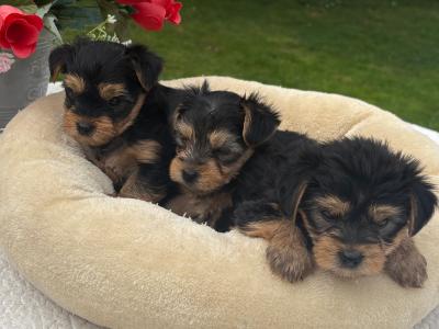 The 3 little Dotes Miniature Yorkshire Terrier puppies in Wexford