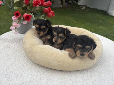 The 3 little Dotes Miniture Yorkie