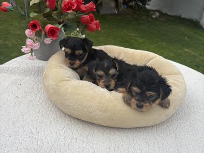 The 3 little Dotes Miniture Yorkie