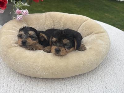 The 3 little Dotes Miniture Yorkie