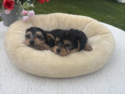 The 3 little Dotes Miniture Yorkie