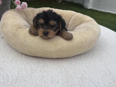 The 3 little Dotes Miniture Yorkie