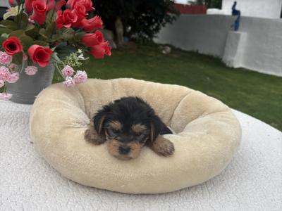 The 3 little Dotes Miniture Yorkie