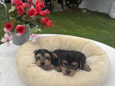 The 3 little Dotes Miniture Yorkie