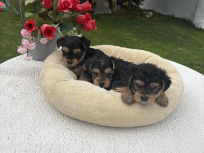 The 3 little Dotes Miniture Yorkie