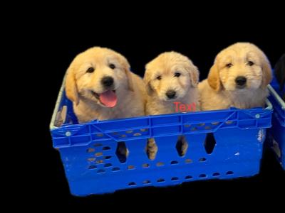 Beautiful Labradoodle x Bernese Mountain Dog puppies in Westmeath