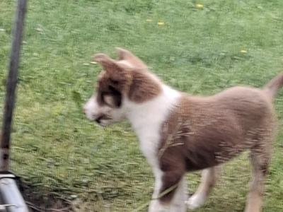 Border Collie puppies for sale in Dublin