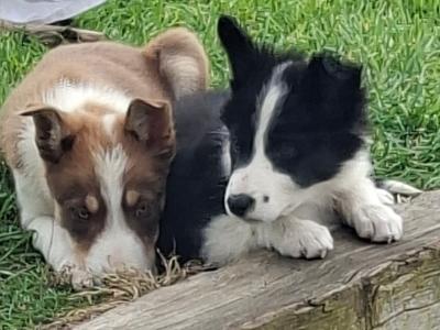 Border Collie puppies for sale in Dublin