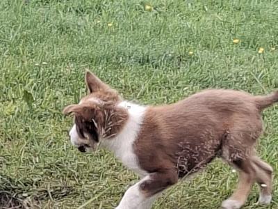 Border Collie puppies for sale in Dublin