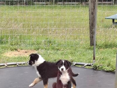 Border Collie puppies for sale in Dublin