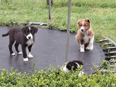 Border Collie puppies for sale in Dublin