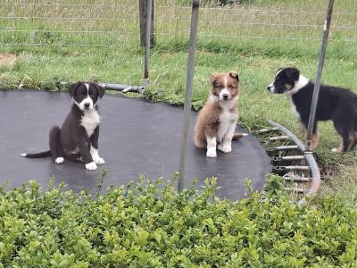 Border Collie puppies for sale in Dublin