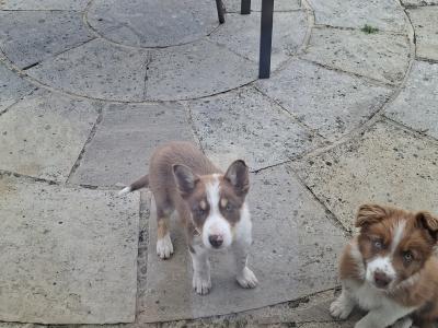 Border Collie puppies for sale in Dublin