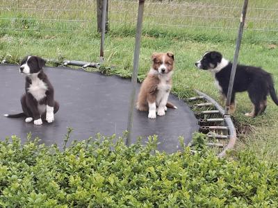 Border Collie puppies for sale in Dublin