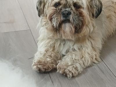 Shih Tzu x Maltipoo puppies in Galway