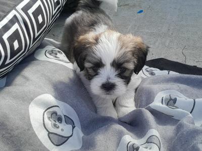 Shih Tzu x Maltipoo puppies in Galway