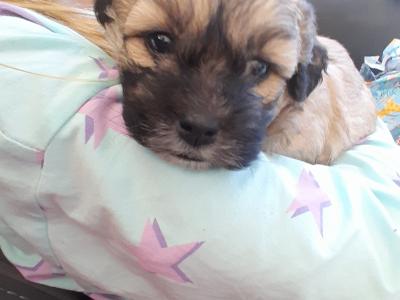 Shih Tzu x Maltipoo puppies in Galway