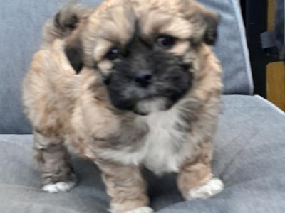 Shih Tzu x Maltipoo puppies in Galway