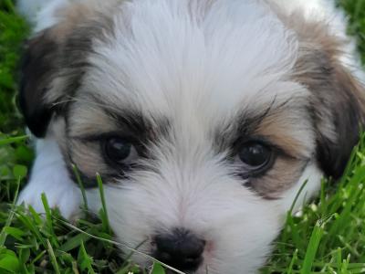 Shih Tzu x Maltipoo puppies in Galway
