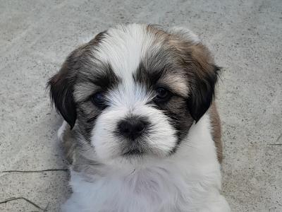 Shih Tzu x Maltipoo puppies in Galway