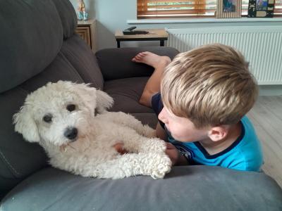Shih Tzu x Maltipoo puppies in Galway