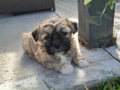 Shih Tzu x Maltipoo puppies in Galway