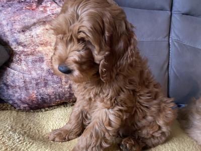 Red Cockapoo puppies for sale in Sligo