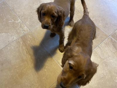 Red Cockapoo puppies for sale in Sligo