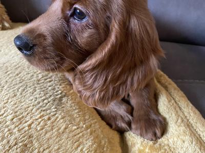 Red Cockapoo puppies for sale in Sligo