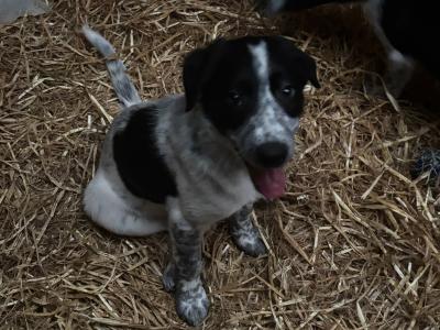 Border Collie 'Sheepdog' (working) puppies in Kilkenny
