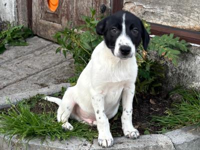 Border Collie 'Sheepdog' (working) puppies in Kilkenny