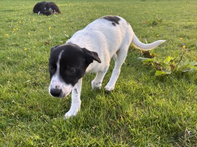 Border Collie 'Sheepdog' (working) puppies in Kilkenny