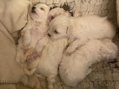 Lovely Maltese puppies available in Dublin