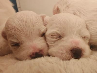 Lovely Maltese puppies available in Dublin