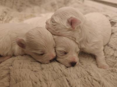 Lovely Maltese puppies available in Dublin