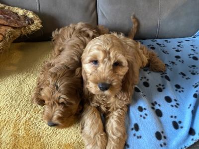 Red Cockapoo puppies for sale in Sligo