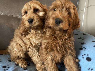 Red Cockapoo puppies for sale in Sligo