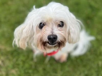 Lovely Maltese puppies available in Dublin