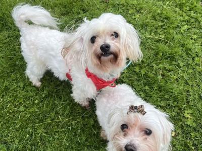 Lovely Maltese puppies available in Dublin