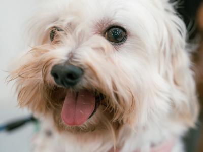 Lovely Maltese puppies available in Dublin