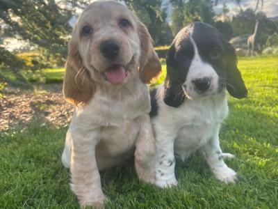 Blue Roan Cocker Spaniel puppies in Wexford