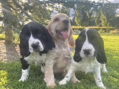 Blue Roan Cocker Spaniel puppies in Wexford
