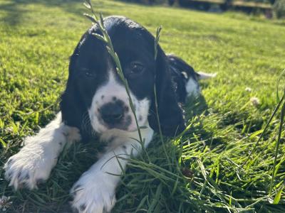 Blue Roan Cocker Spaniel puppies in Wexford