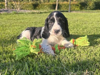 Blue Roan Cocker Spaniel puppies in Wexford